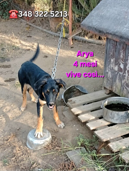 GretaFanti's tweet photo. 🆘 SOS ADOZIONE! Arya (4 mesi) vive a catena nel fango. Il proprietario vuole disfarsene: rischia il canile a vita.
Taglia media, da Caserta al Centro-Nord.
Salvala, CONDIVIDI! 🔄
☎️ Solo WhatsApp: 348 322 5213 (Linda Laiso)
#cucciolo #adozione #adopt #cercacasa
#30settembre https://t.co/iIqep3jJci