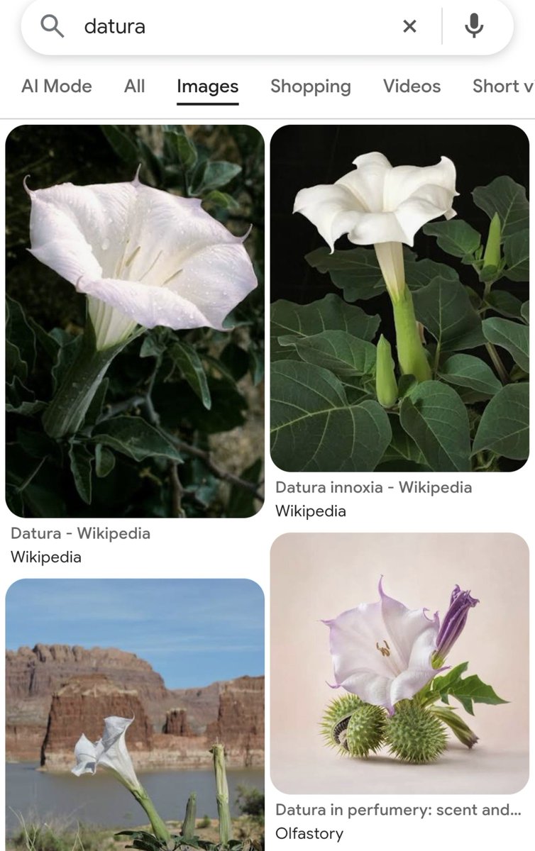 ThanaKusuma's tweet photo. > Ngeliat drama LADS yang baru. 

> Pada bilang bunga Datura tu beracun jadi jangan sekali2 nyoba ngebikin minumannya

> *googling Datura tu bunga apaan*

OALAH KECUBUNG https://t.co/KPCVwP14yx