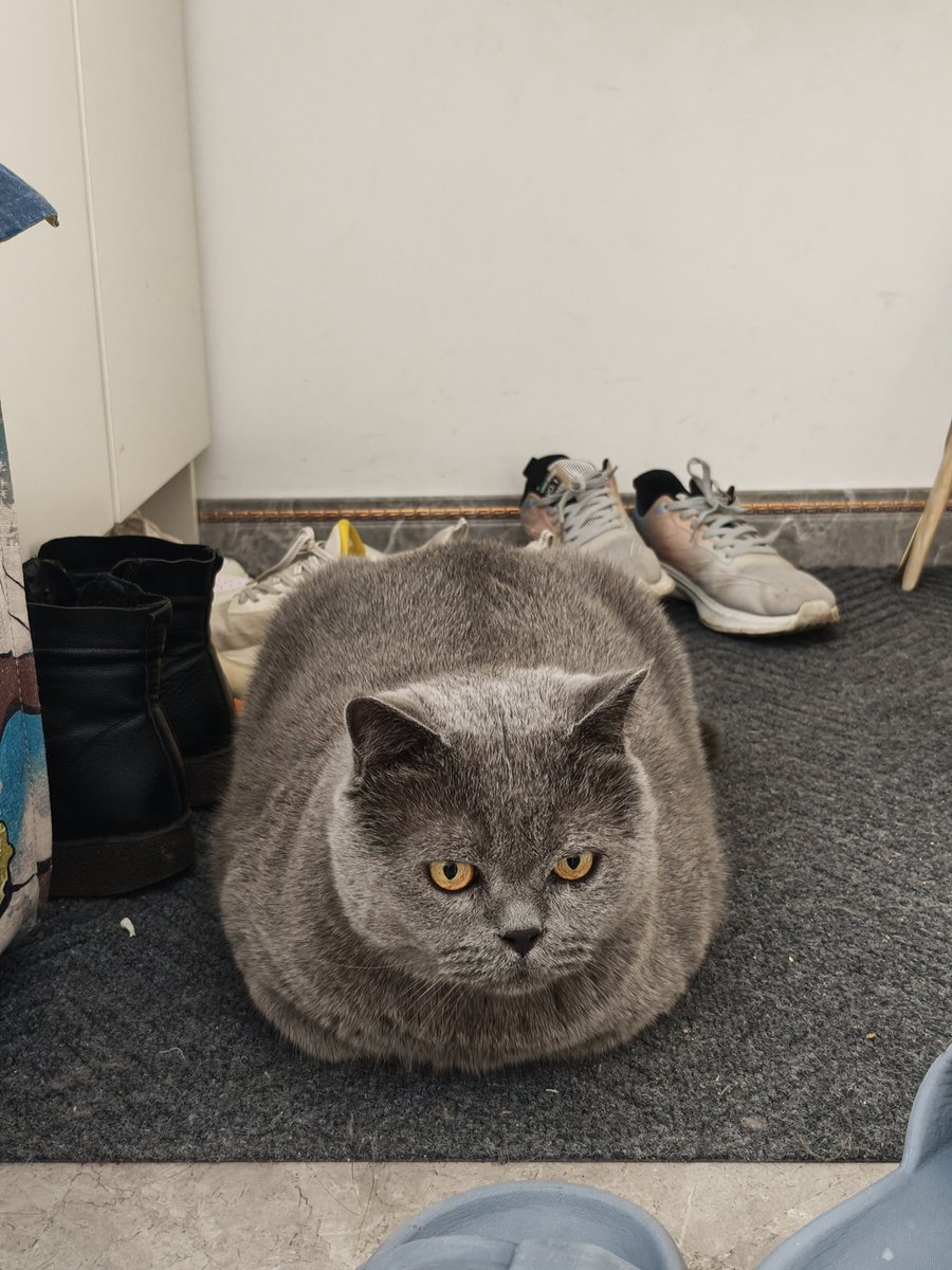 Louxinyue0313's tweet photo. 最完美的蓝猫踹手 https://t.co/pV7Ph0O2W4
