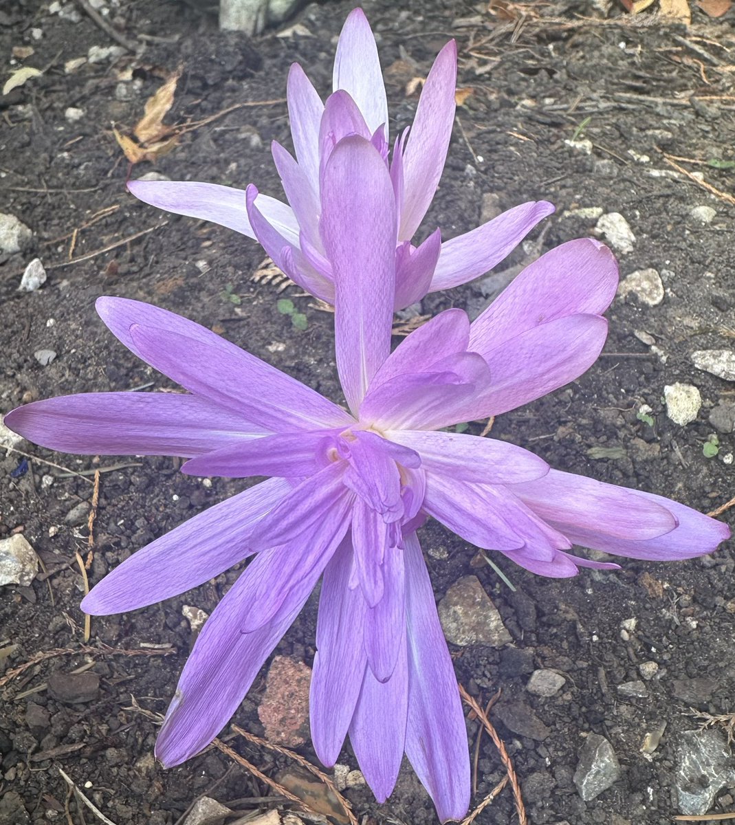 SkylarkArtist's tweet photo. Morning Autumn Crocus…
#Morning #Autumn #Crocus
💜💜💜 https://t.co/Bs1HeID1OQ
