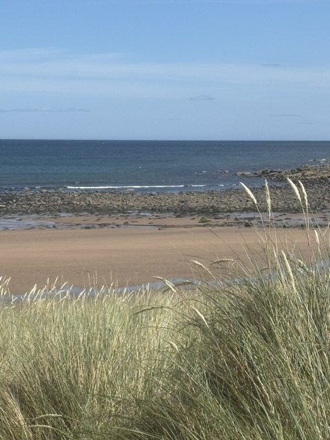 PSmith65063151's tweet photo. Whispers from a breeze  #poetry #nature                
Soft and imploring
The thistles spiked front
Framing the blended grass
Which delights
The pollinators task
As walkers boots
Touch down
Beside the welcome
Buzz....
☀️🌿
(...the Berwickshire coast) https://t.co/PA4egMwDFS