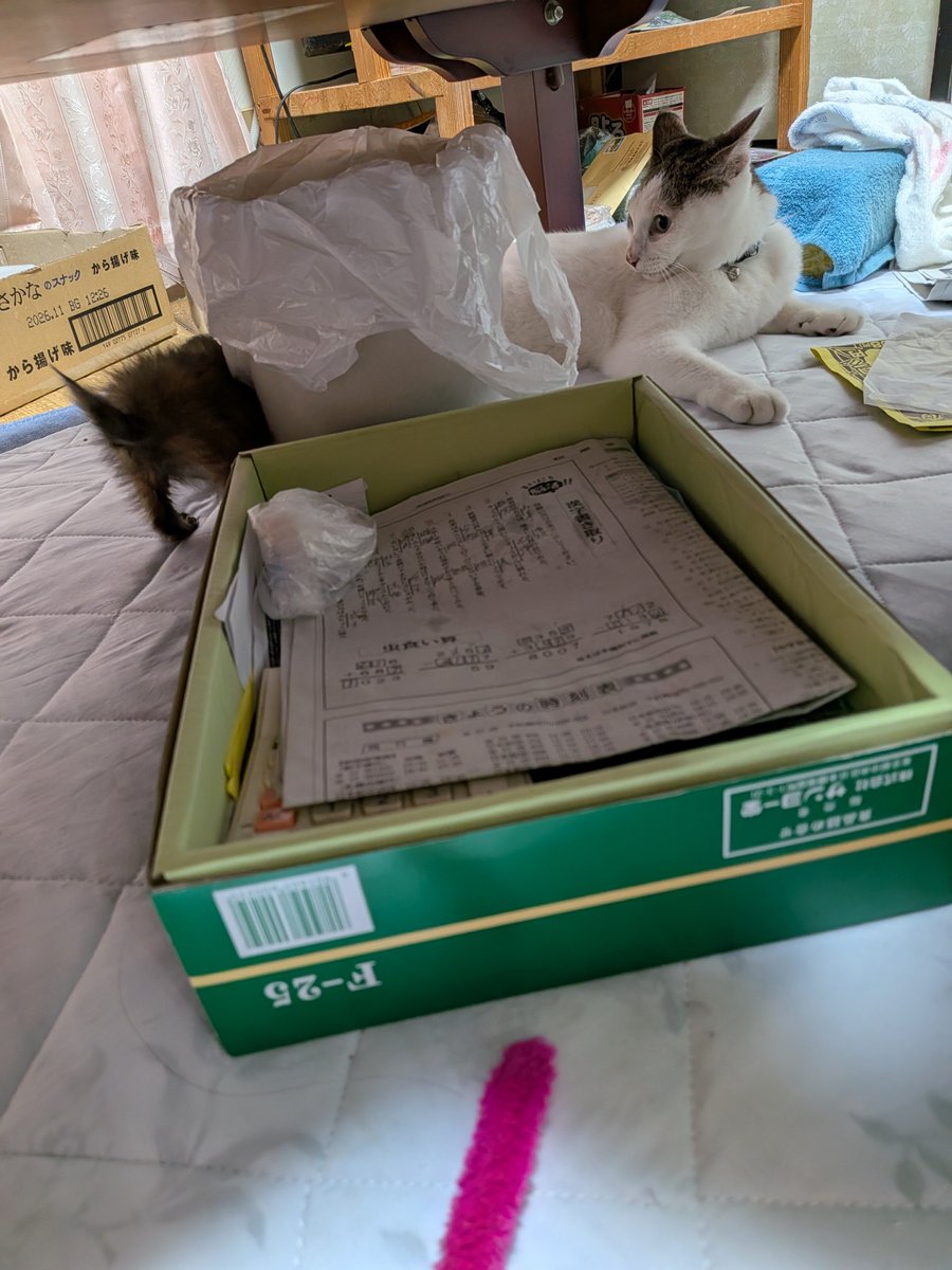 yugirikakeru's tweet photo. 猫じゃらしで遊び疲れた先輩とその先輩を狙ってる後輩wwww https://t.co/Ix6P90EryW