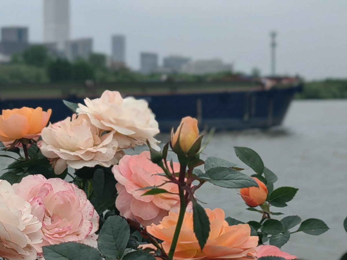 cream408896's tweet photo. Walk along the embankment, history’s charm lingers, roses bloom bright, the grand auditorium is near, and my worn shoes carry warm memories. https://t.co/tCvwa2fhJ0