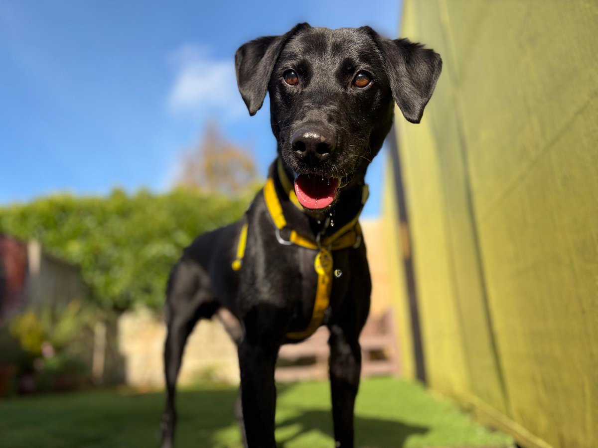 DT_WestCalder's tweet photo. Xander is still on the search for his pawfect family💛🥺

Our gorgeous 11-year-old Labrador cross who may be a little older, but certainly hasn’t lost his zest for life and still has the cutest puppy-dog eyes!! 

True to his Lab-cross nature, Xander absolutely loves a game of fetch and he’s more than happy to keep you entertained all day long🎾

@dogstrust
#adoptdontshop
#adogisforlife
#dogstrustwestcalder
