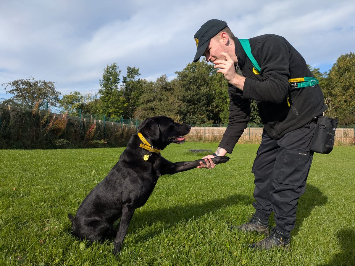DT_WestCalder's tweet photo. Xander is still on the search for his pawfect family💛🥺

Our gorgeous 11-year-old Labrador cross who may be a little older, but certainly hasn’t lost his zest for life and still has the cutest puppy-dog eyes!! 

True to his Lab-cross nature, Xander absolutely loves a game of fetch and he’s more than happy to keep you entertained all day long🎾

@dogstrust
#adoptdontshop
#adogisforlife
#dogstrustwestcalder