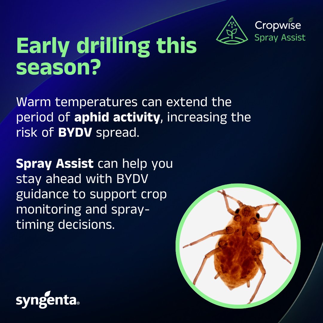 SyngentaUK's tweet photo. Drilled early? Warm weather keeps aphids active for longer, increasing BYDV risk. Use Cropwise Spray Assist to monitor local alerts and time applications accurately to protect your crop's potential.

Get the app: https://t.co/xuLaHt81bk

#BYDV #SprayAssist #CerealGrowers https://t.co/bbYBhALygS