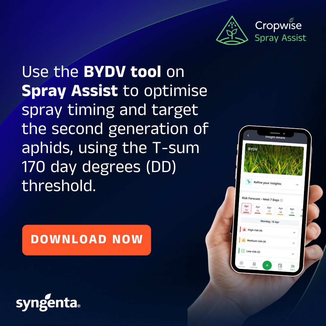 SyngentaUK's tweet photo. Drilled early? Warm weather keeps aphids active for longer, increasing BYDV risk. Use Cropwise Spray Assist to monitor local alerts and time applications accurately to protect your crop's potential.

Get the app: https://t.co/xuLaHt81bk

#BYDV #SprayAssist #CerealGrowers https://t.co/bbYBhALygS