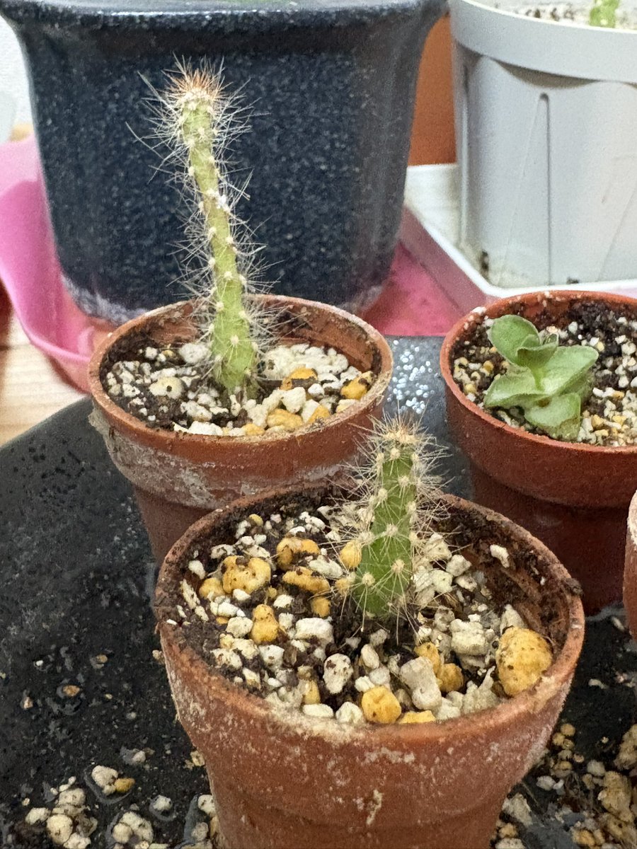 keitui0721's tweet photo. 3周年🌵
池袋の水吸って生きたみたいな見た目 https://t.co/K9hFRwIpx0