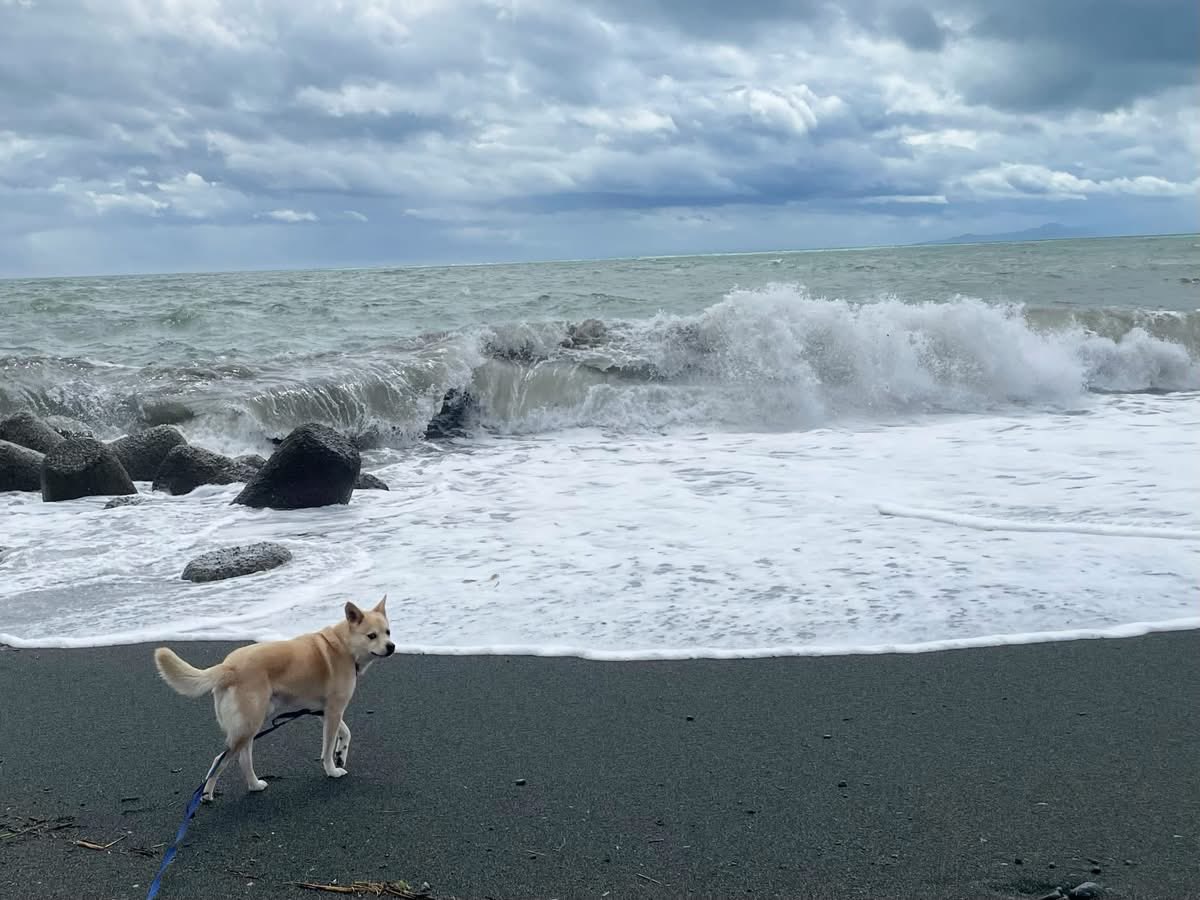 fuyukity's tweet photo. ・
【明日から土曜日まで営業します】

雨が本当に続きましたね。
お日さまが恋しい今日この頃…
明日は久しぶりに晴れるかな？

そんな今週も明日から土曜日まで、
店舗営業させて頂きます。
ご予約もいただきありがとうございます。

それでは今週もゆるりと…
どうぞよろしくお願い申し上げます。 https://t.co/Jth5Uo6wK8