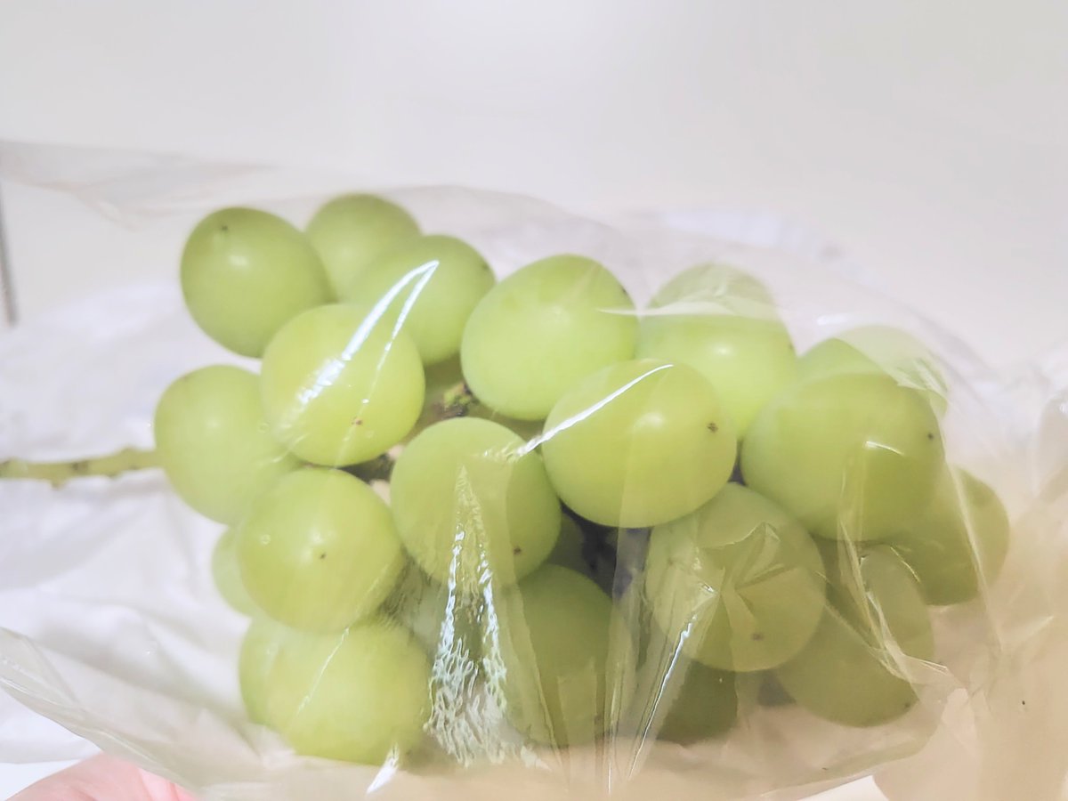 kamiishiwara133's tweet photo. 三鷹市大沢のシャインマスカット🍇
近藤勇生家跡の向かいにある「島田果樹園」さんへ行ってきました🧺
今の季節は、シャインマスカット狩りを楽しめます。今回は時間がなかったため、希望の房数をお伝えして、もぎたてのシャインマスカットを購入しました。

家族みんなシャインマスカットが大好きなのですが、東京都三鷹市で栽培されたものをいただくのは今回が初めて。
とても甘くておいしかったです✨

近藤勇詣での際には、おすすめです！

#三鷹市 #大沢 #シャインマスカット #島田果樹園 #近藤勇 #近藤勇生家跡 #新選組