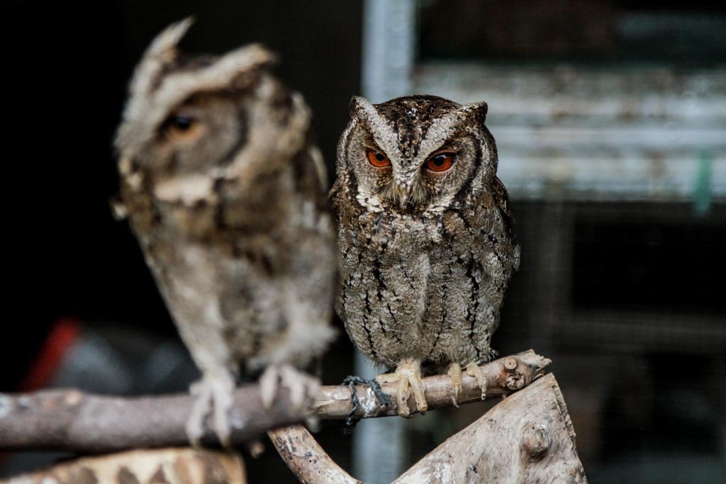 MongabayID's tweet photo. Burung hantu dikira pembawa sihir sampai dibakar? Padahal mereka itu sahabat terbaik petani! 

Miris banget, beberapa waktu lalu sempat viral kasus burung hantu jenis Tyto alba dan celepuk flores di NTT yang disiksa gara-gara dikira bawa petaka atau ilmu hitam. https://t.co/fYolBFrH4e