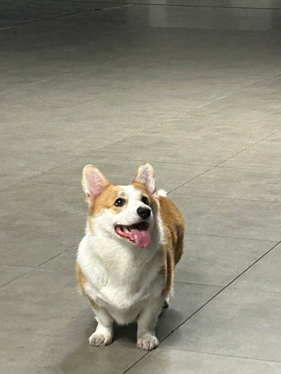 lexinam315841's tweet photo. My rescue pup’s wagging tail makes every ordinary day feel like a celebration!  Grateful for this endless source of joy. https://t.co/GxUTD1HunZ