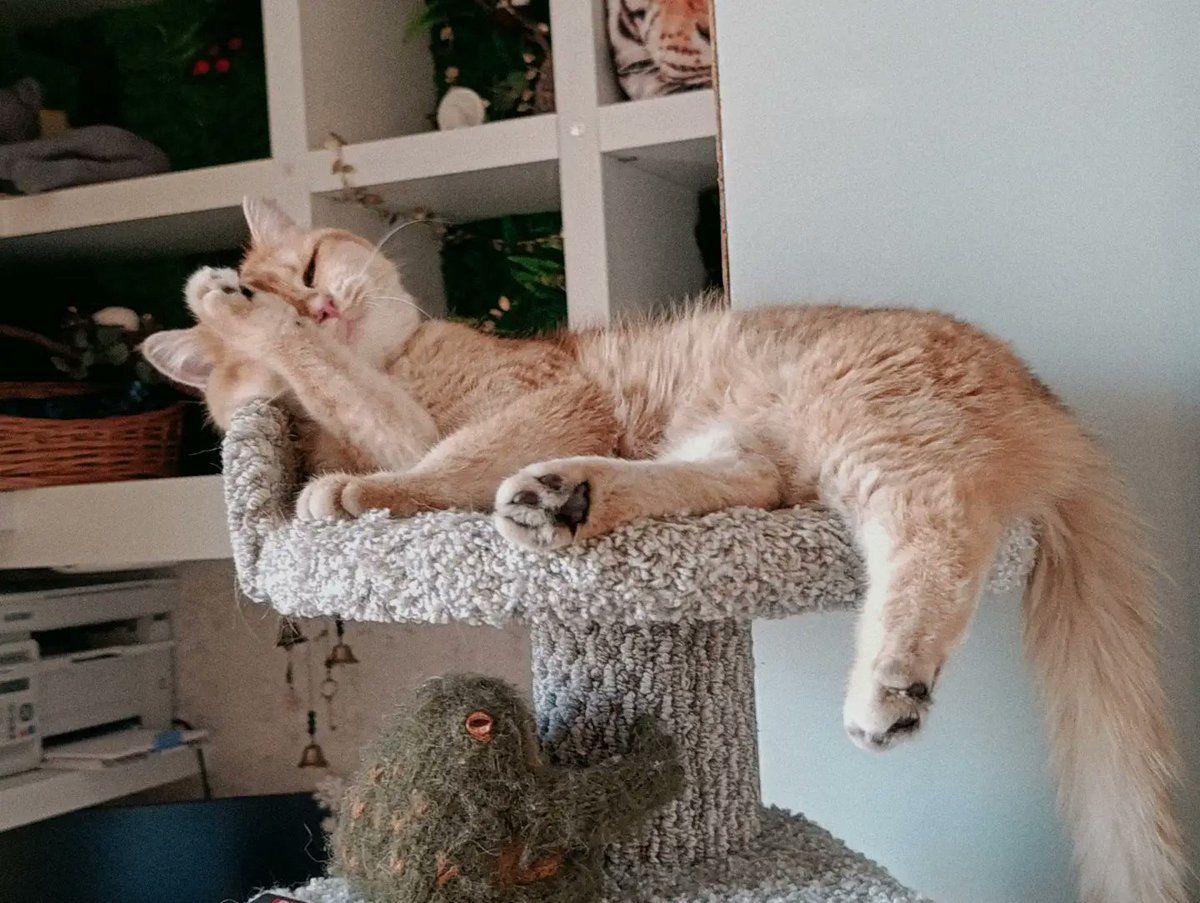 MickAali3's tweet photo. Photo by Nemezise on June 24, 2026. May feature sleeping cats, including Ragdoll, Persian, tortoiseshell, kitten, and Abyssinian. https://t.co/4pupg8MWoF