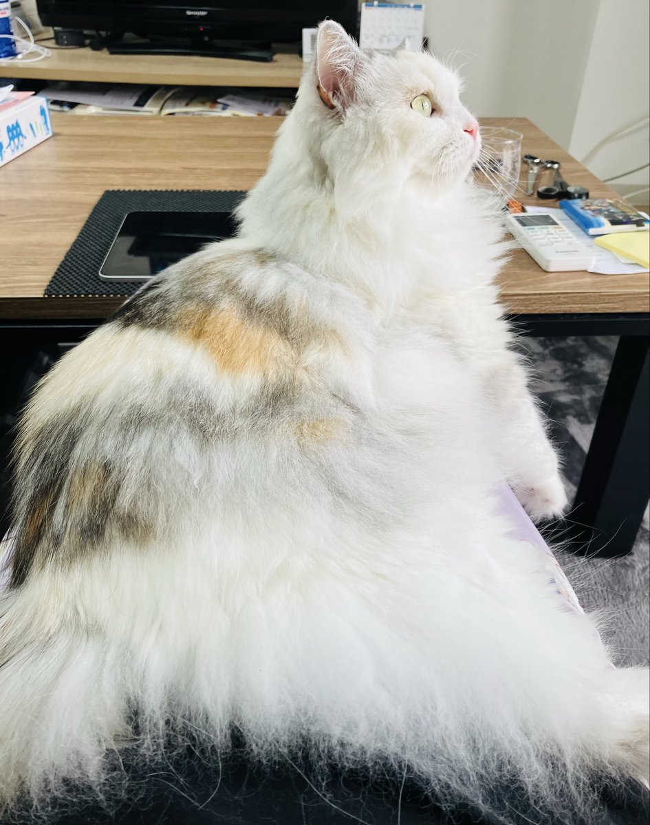 rokka529's tweet photo. プロセカしようとしたら猫に邪魔されて乗られた(°▽°) https://t.co/s2MFw8f4a4