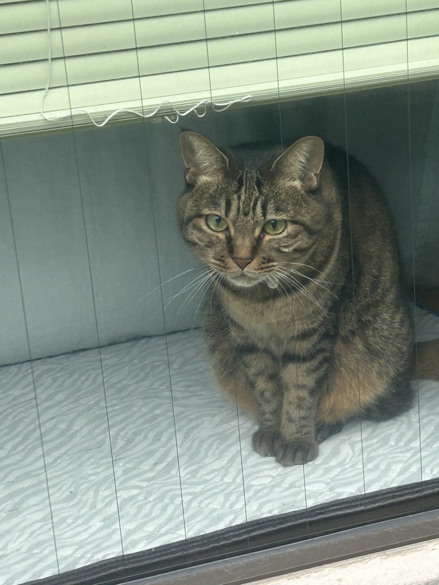 Moca54881291's tweet photo. おはステ18°
曇ってて涼しいです
散歩しないダックスフンドを飼ってる奥様 久しぶりに会って 雨の日も歩いてた?と聞かれた
この奥様は雨の日と日曜はお休みで横断歩道は走らないそうです😆
散歩の後ホール前でいつも犬🐶遊ばせてられます🤣
HEAL3 アプリ不良でお休み😅
#STEPN #STEPNGO
#HEAL3 https://t.co/9R9WSuy9Oh