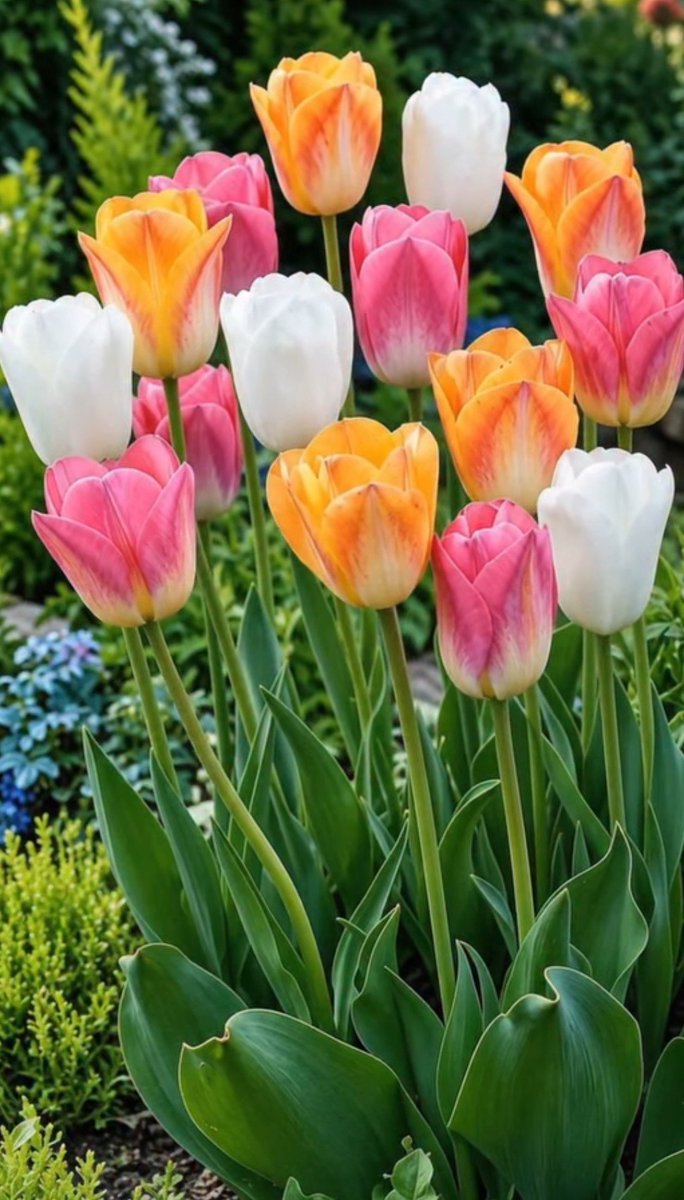 17017Nov's tweet photo. Have a colourful day🌿💛🧡🤍🩷 #tulips https://t.co/NfJPPpW5e3