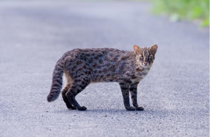 GokatsuraikeZoo's tweet photo. 【企画展示のお知らせ📢】

10月8日(木)は「ツシマヤマネコの日」🐾

そこで、ごかつら池どうぶつパークでは「ツシマヤマネコ」に関する企画展示を行います✨

「ツシマヤマネコ」の生態や、野生下での現状について知れる展示となっておりますので、この機会にぜひ「ツシマヤマネコ」について知っていただけたらと思います📚🐾

イベント詳細はこちら⤵️
https://t.co/dwUl3Ka9to

※画像は環境省対馬野生生物保護センターより提供

#ごかつら池どうぶつパーク
#ツシマヤマネコ
#ツシマヤマネコの日
#企画展示