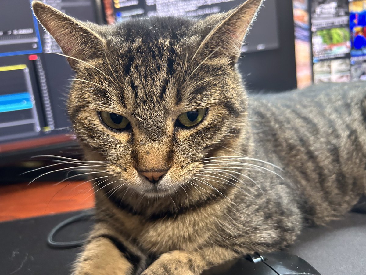 kurofune_studio's tweet photo. 最近はむぎちゃん多めです！
(みはる)
#猫 #cat #猫社長 #猫のいる会社 #cute https://t.co/Uo6kgVTmvW