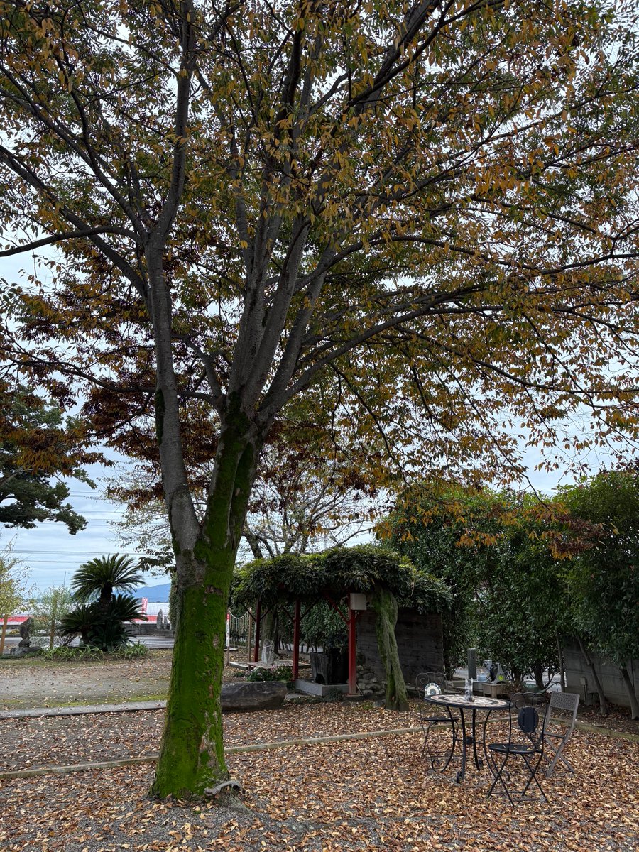 tenjin_main_jp's tweet photo. 今年の春は雨が少なく深刻な渇水が問題となりましたが、この９月は逆に雨の降らない日が一日もありませんでした。青空が見えた瞬間は心が軽くなったのを覚えています。「天高く馬肥ゆる秋」が本当に待ち遠しいです。 https://t.co/zcvD7exgKY