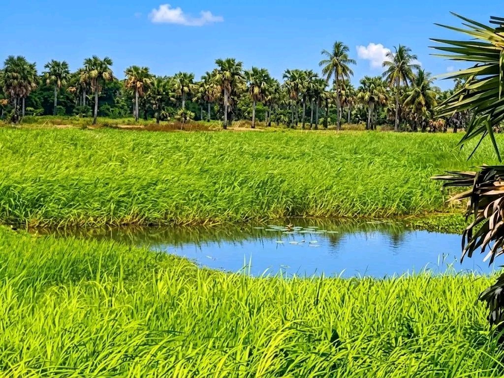 gizaw_beza's tweet photo. Discover Gambella National Park — One of Ethiopia’s Largest National Parks.
Experience the Baro River, lush landscapes, palm forests, rich wildlife, and vibrant local culture in western Ethiopia.
#VisistGambella #VisistEthiopia #Landoforgin https://t.co/6Am0oVYhVl