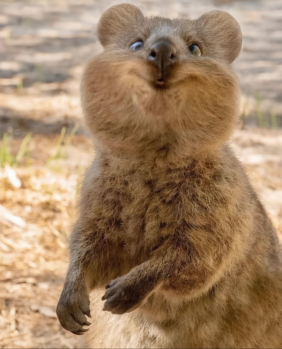 Bee_kinger's tweet photo. A fascinating fact about the quokka:
Although dubbed the "happiest animal in the world" because it always seems to be smiling, the mother quokka employs a highly pragmatic self-defense mechanism when faced with danger: she can drop the joey from her pouch to distract the predator, thereby buying time to...
... escape on her own! 🤡🤡