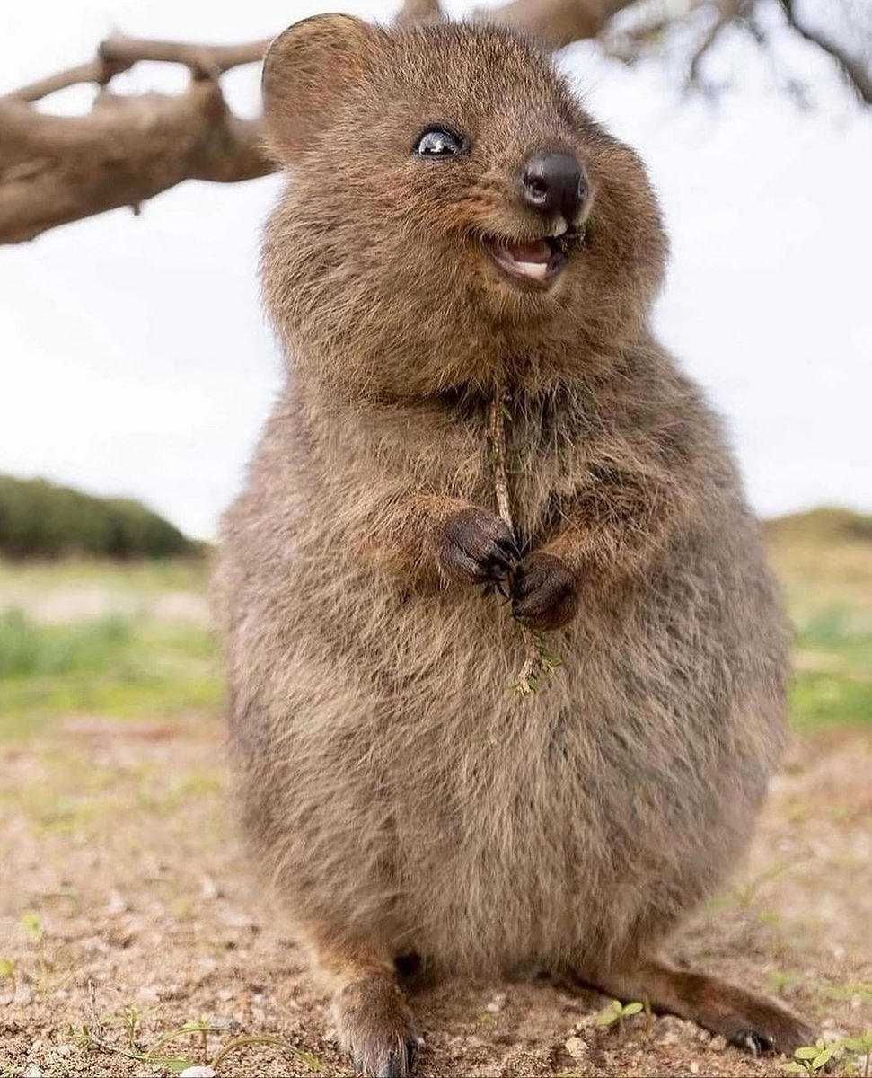 Bee_kinger's tweet photo. A fascinating fact about the quokka:
Although dubbed the "happiest animal in the world" because it always seems to be smiling, the mother quokka employs a highly pragmatic self-defense mechanism when faced with danger: she can drop the joey from her pouch to distract the predator, thereby buying time to...
... escape on her own! 🤡🤡