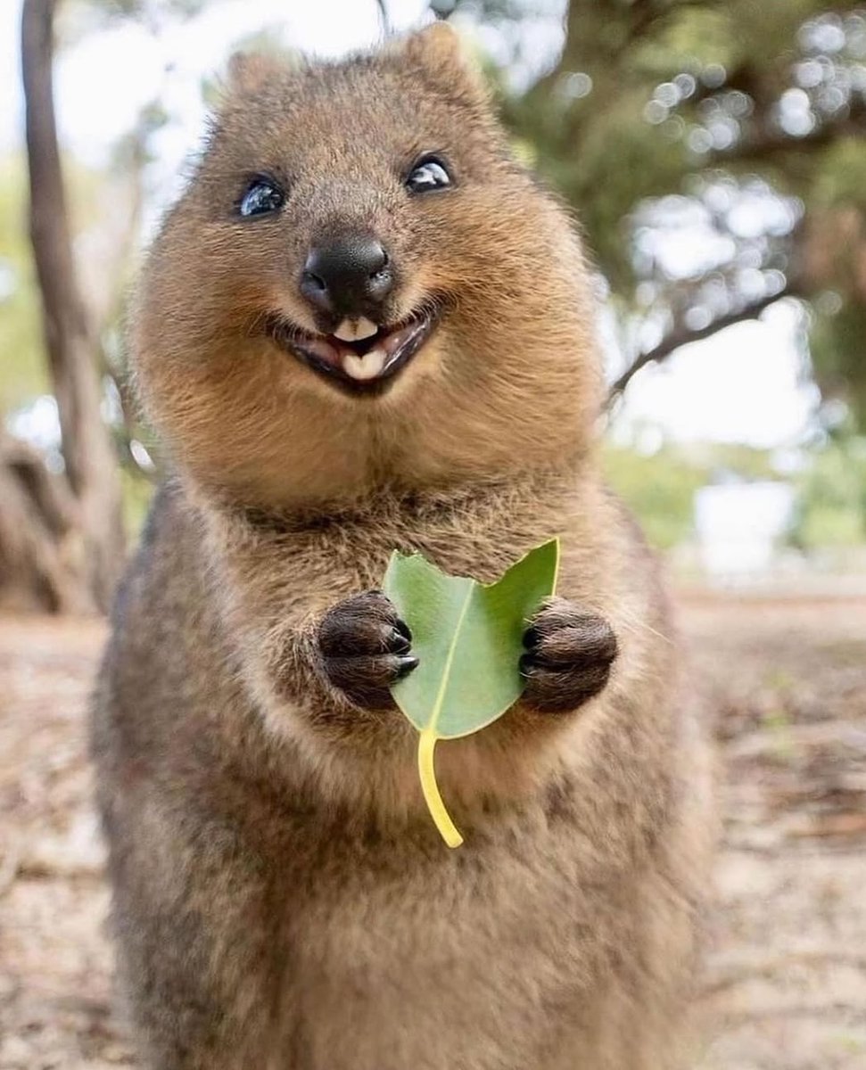 Bee_kinger's tweet photo. A fascinating fact about the quokka:
Although dubbed the "happiest animal in the world" because it always seems to be smiling, the mother quokka employs a highly pragmatic self-defense mechanism when faced with danger: she can drop the joey from her pouch to distract the predator, thereby buying time to...
... escape on her own! 🤡🤡