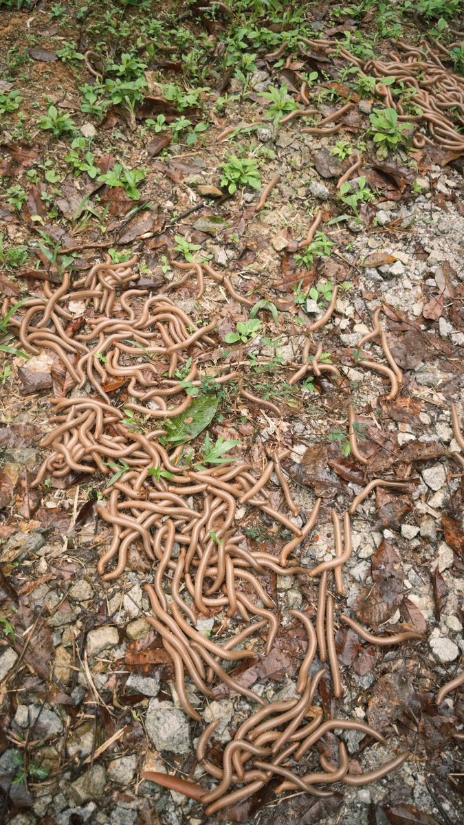 Mesotpit's tweet photo. Saw this on my way to farm this morning 

 How did they end up piled up like this?” 😂 https://t.co/ttfTAKtpsN