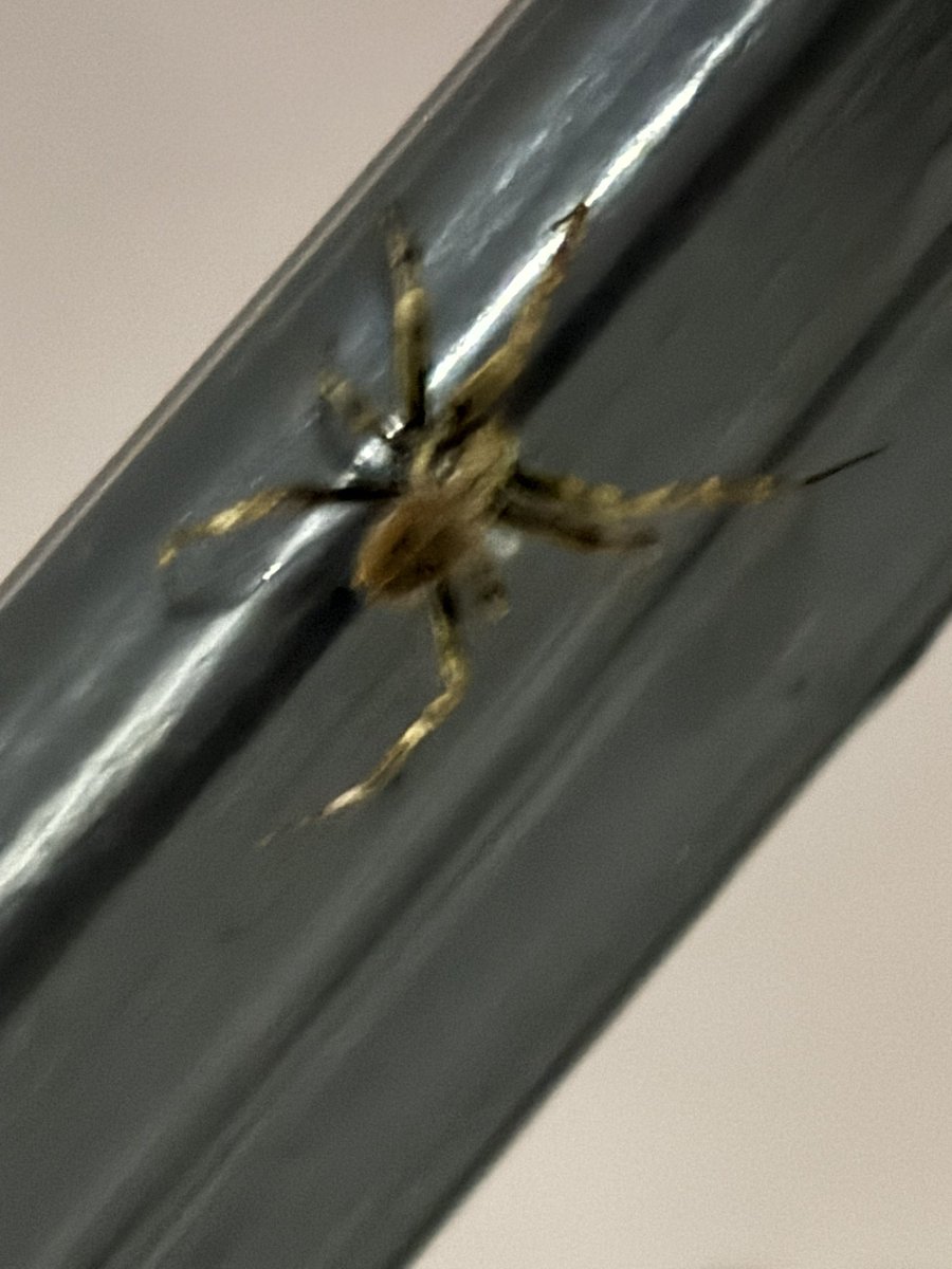 frogsuono's tweet photo. @Arachno_Cosas  será de IM en CDMX en la GAM https://t.co/ubKxUEefwX