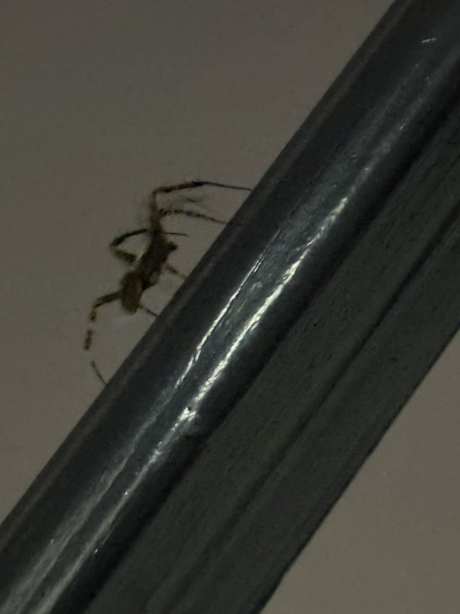 frogsuono's tweet photo. @Arachno_Cosas  será de IM en CDMX en la GAM https://t.co/ubKxUEefwX