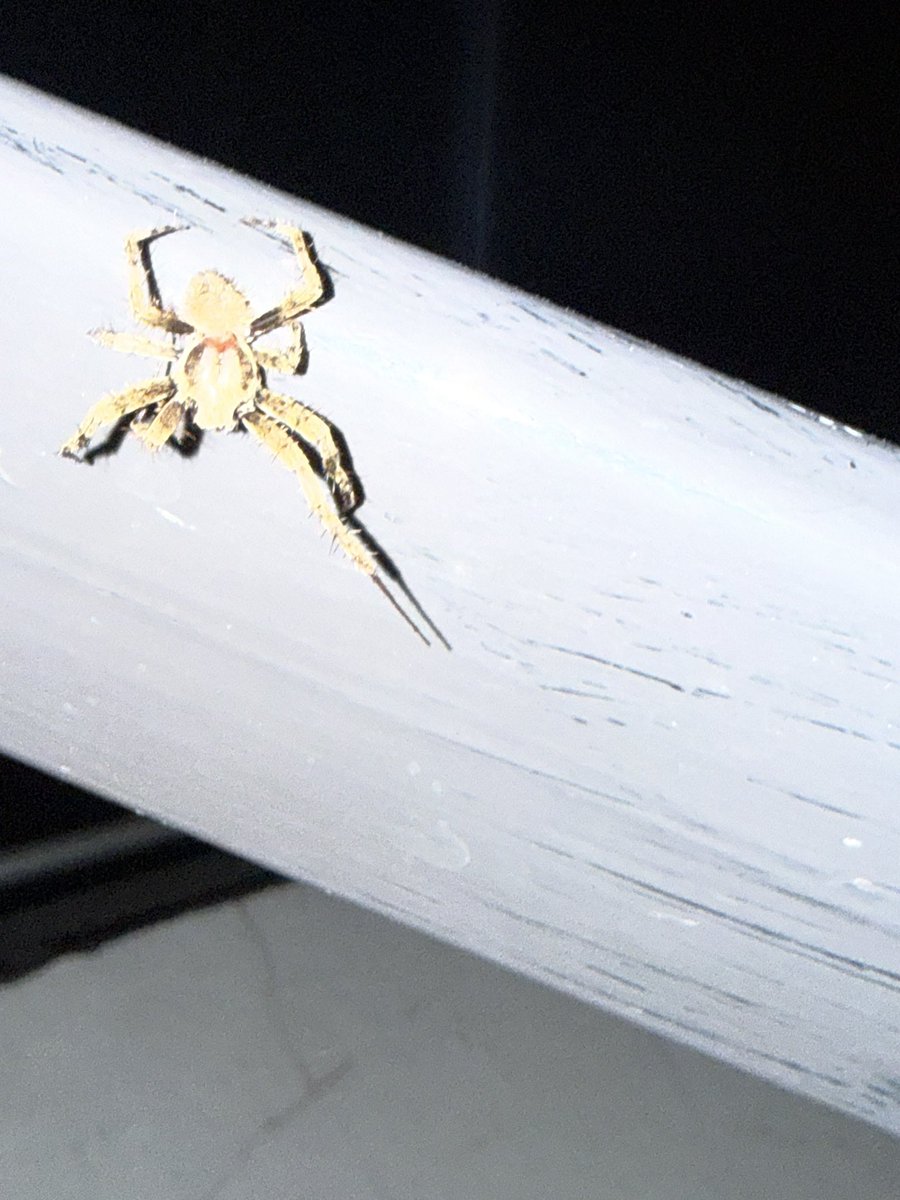 frogsuono's tweet photo. @Arachno_Cosas  será de IM en CDMX en la GAM https://t.co/ubKxUEefwX