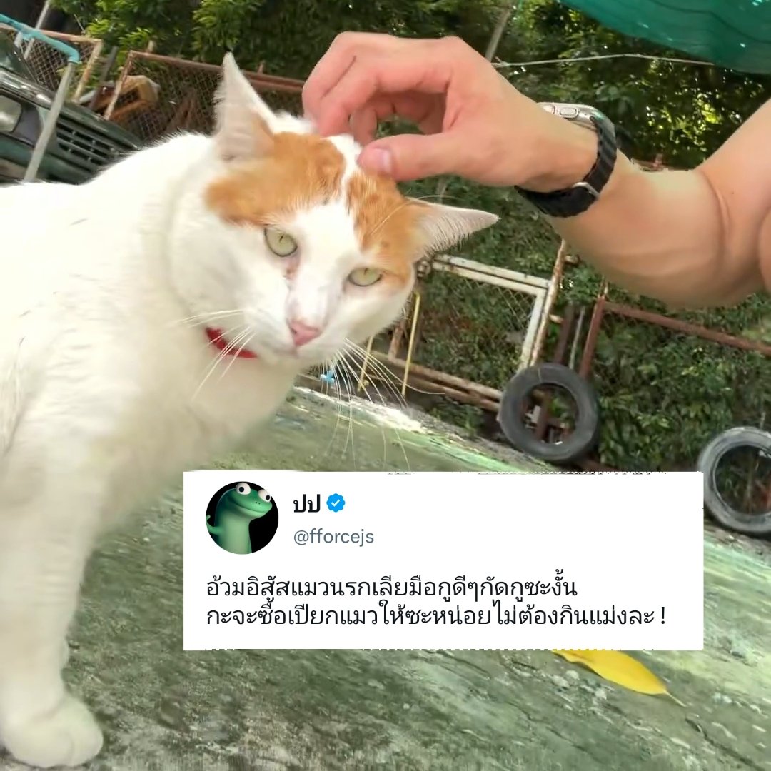 ppimnamepatt's tweet photo. ตอนแรกยังเป็นรอยยิ้มของคนได้เติมแมวอ้วมอยู่เลย  ผ่านไปไม่ถึง 10 นาที (( อ้วมอิสัสแมวนรกก็มา )) 5555555555555555555555555555555555555555555555555555555555555555555555555555555555555555555555555 
#เกิดแต่กับฟอส 
#เอารอยยิ้มของป๊าคืนมา 
#eอ้วมอดกินเปียกแล้วแน่นอน https://t.co/3Bnlgk6n0m