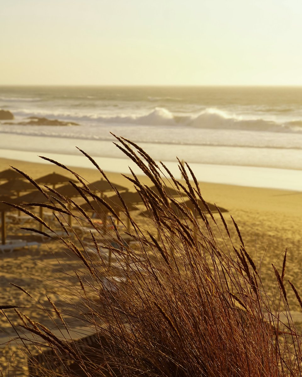 OctavoBLAM's tweet photo. The ocean called me this Thursday: “Hi, have you packed your suitcase yet? ” “Still packing. What should I bring? ” “A hundred hopes, some light clothes, a ray of happiness, your favorite song. ” “What will we do? ” “I’ll make a plan: sunsets, https://t.co/kdNdKilIKn
