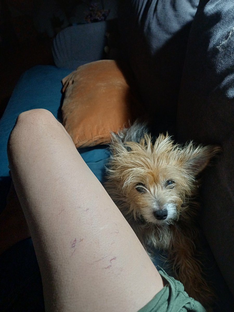 Con_Sex's tweet photo. Y esta es la cara de Nina:" sácame ya y deja de mirar esos papeles"❤️🐶 Es más buena. #Adopta 
#BDGenteLinda ☕
Pd: vaya repaso de cultura general. https://t.co/u9d1Sb0k6M