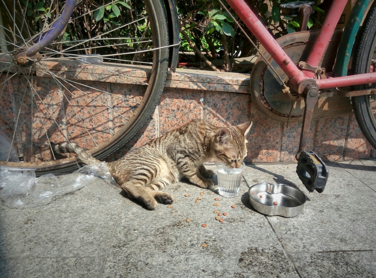 samabby42918's tweet photo. Just finished a quick walk around the neighborhood with my camera, spotted a cute stray cat lazing under an old banyan tree—perfect little midday escape. https://t.co/o56upzJHLD