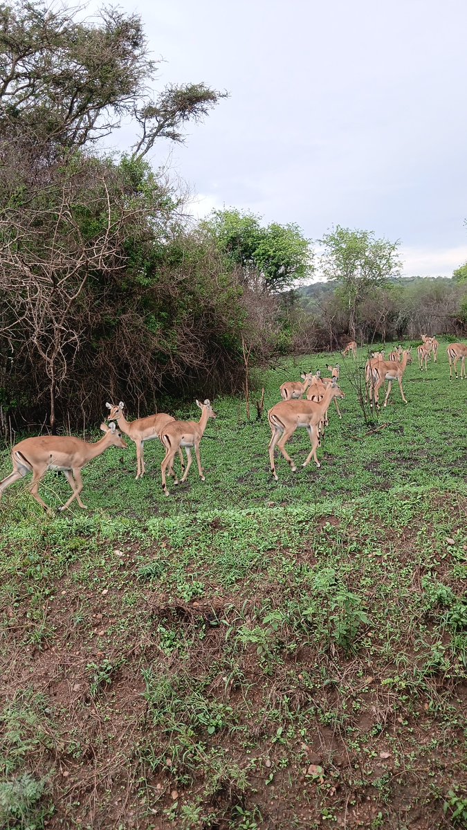 bhrafikitours's tweet photo. Impalas are constantly on the move as they feed, &amp; the females often travel in mobile herds in search of food.  

Their speed and agility are also important for escaping predators, allowing them to quickly move into thicker vegetation when threatened.

📍 Lake Mburo National Park https://t.co/G9xXChW3NM