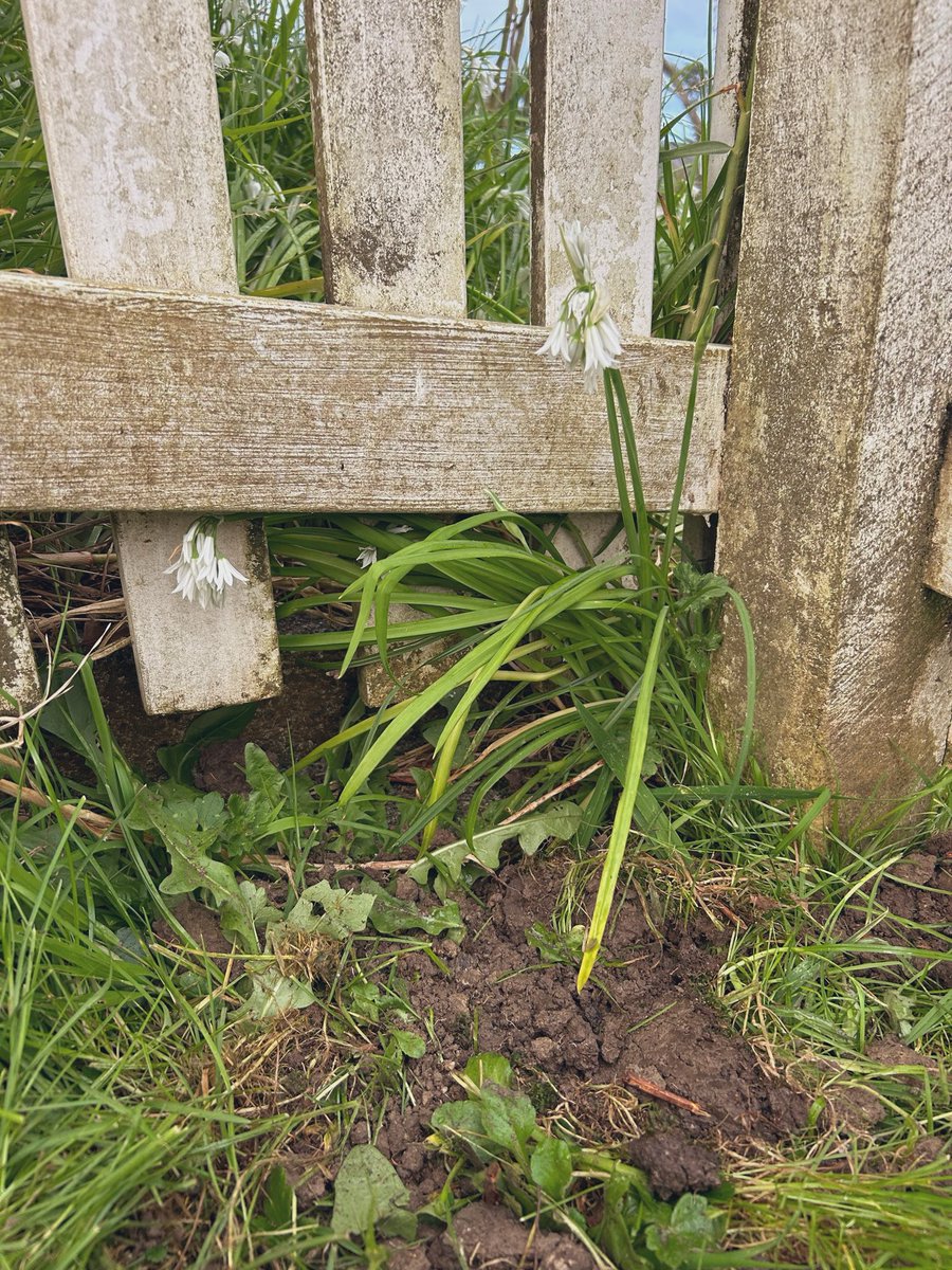 jasoncmalone's tweet photo. My property now has its own spiritual guardians.

There is an ancient custom of burying the remains of dead or sacrificed animals in the walls or foundations of a house, or at the border of a property. This has apotropaic purposes, and was widespread in Europe until recent years. https://t.co/hTAwy8PTea