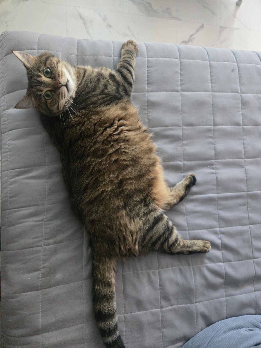 geonyun11's tweet photo. うちの猫、カビ🐱👀

#猫 #猫のいる暮らし #猫のいる生活 #愛猫 #我が家の自慢の猫 #とにかく可愛い #天使 #尊い https://t.co/euMjCZ6G7g