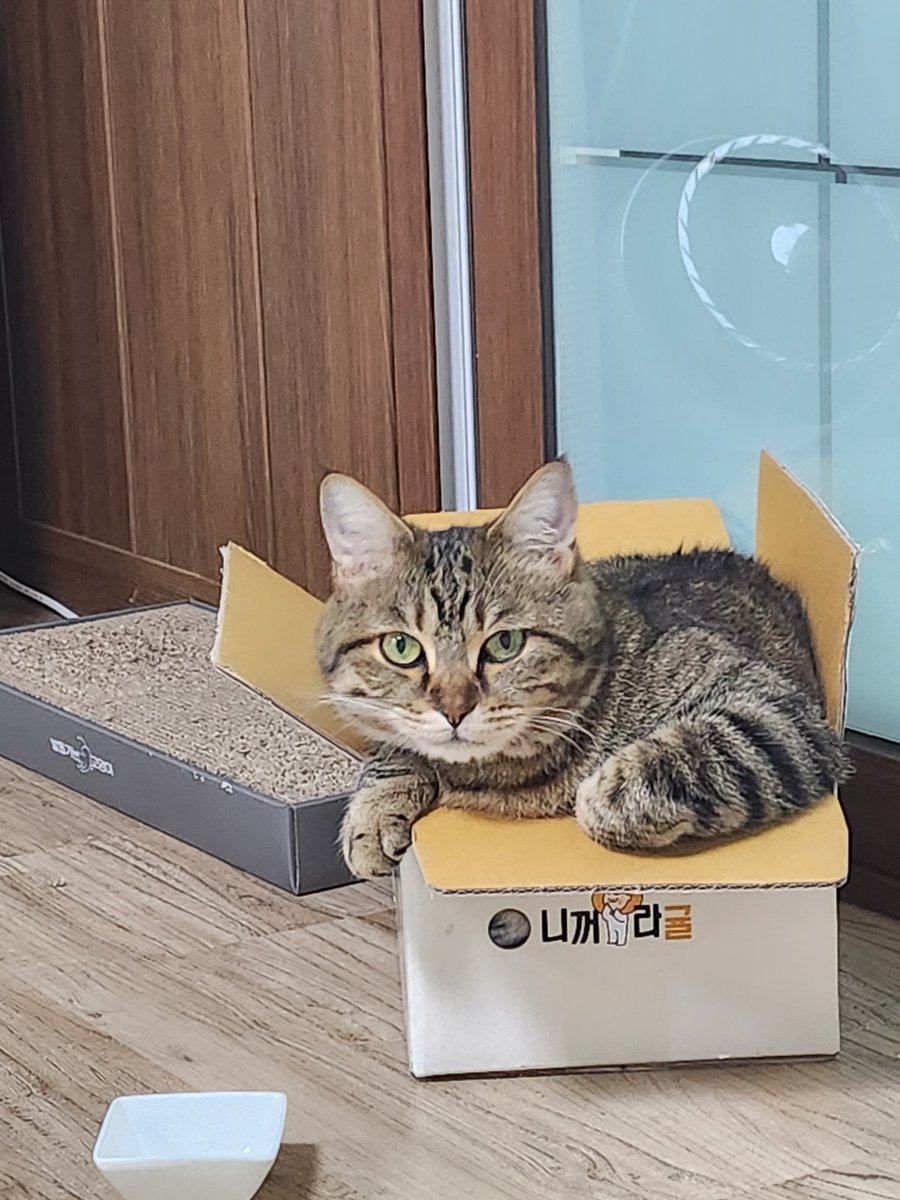 geonyun11's tweet photo. うちの猫、カビ🐱👀

#猫 #猫のいる暮らし #猫のいる生活 #愛猫 #我が家の自慢の猫 #とにかく可愛い #天使 #尊い https://t.co/euMjCZ6G7g