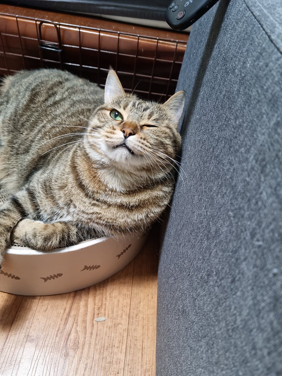geonyun11's tweet photo. うちの猫、カビ🐱👀

#猫 #猫のいる暮らし #猫のいる生活 #愛猫 #我が家の自慢の猫 #とにかく可愛い #天使 #尊い https://t.co/euMjCZ6G7g