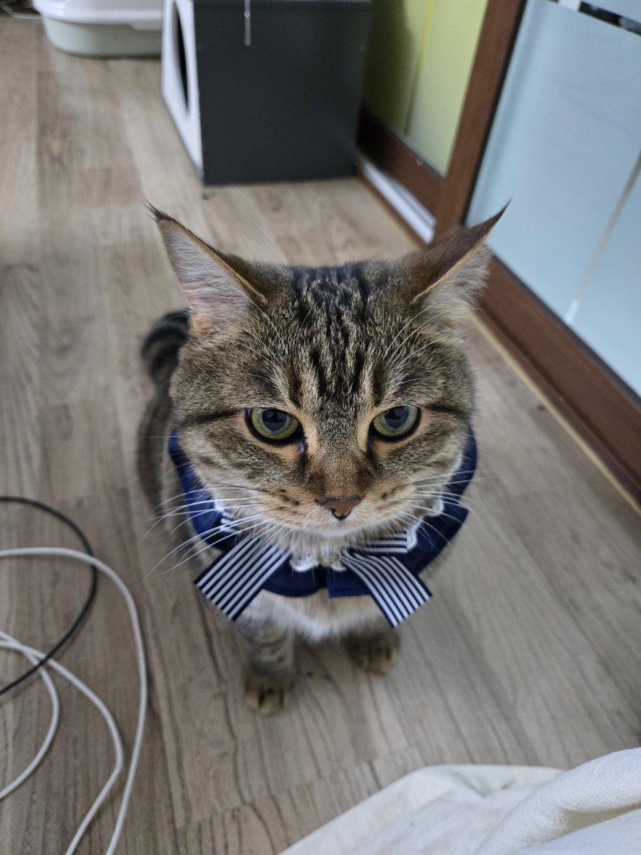 geonyun11's tweet photo. うちの猫、カビ🐱👀

#猫 #猫のいる暮らし #猫のいる生活 #愛猫 #我が家の自慢の猫 #とにかく可愛い #天使 #尊い https://t.co/euMjCZ6G7g