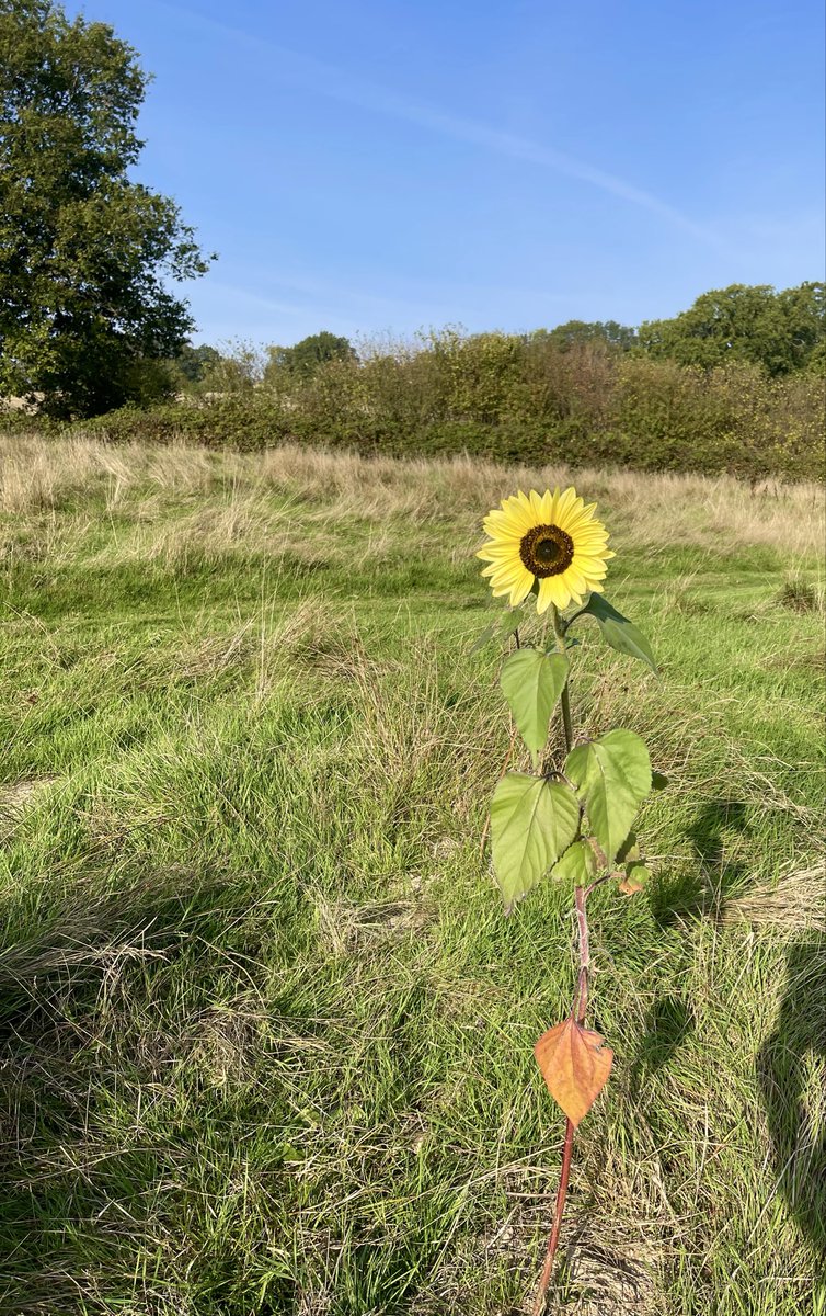 meikiecakie's tweet photo. Good morning. In the middle of the field in the middle of the park a couple of sunflowers have popped up from the top of a couple of old mole hills. Never thought of a mole spreading seedsβ¦
Hope your day is filled with little joys like this.
#sunflowers
#joy
@keeper_of_books https://t.co/oirFzO9UQ7