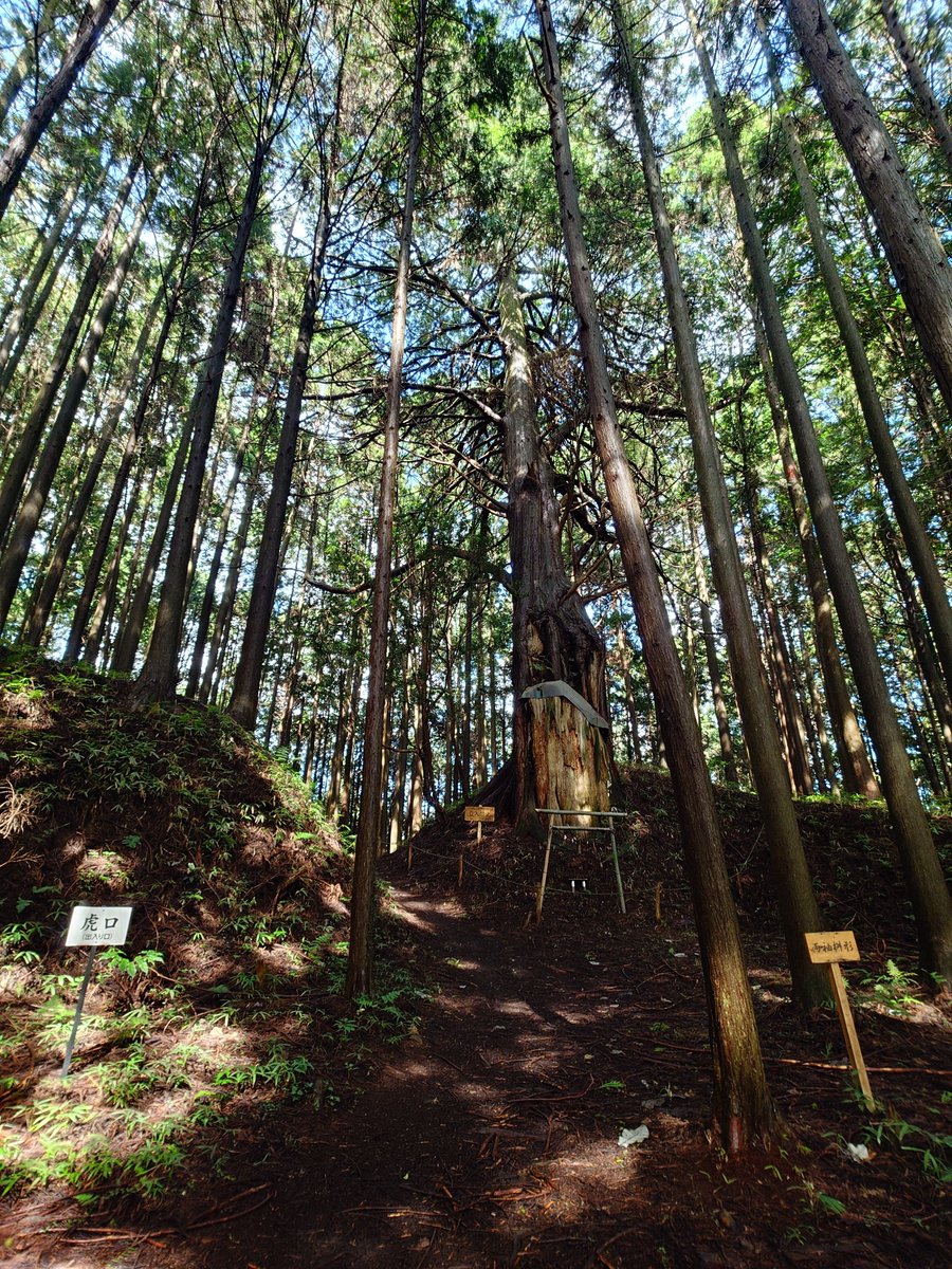 yueseizu's tweet photo. 掛川で泊まって、朝、豊橋へ戻り、飯田線とバスで古宮城へ🏯
そのまま残っている、土のお城なので、迷子にならんか心配やったが、どうにかなった。　
ただ、蚊との戦いやった。虫除けが、ザックに入ったままで助かった😓
雨上がりで滑りやすそうやったわ。 https://t.co/hCR5awt3ek