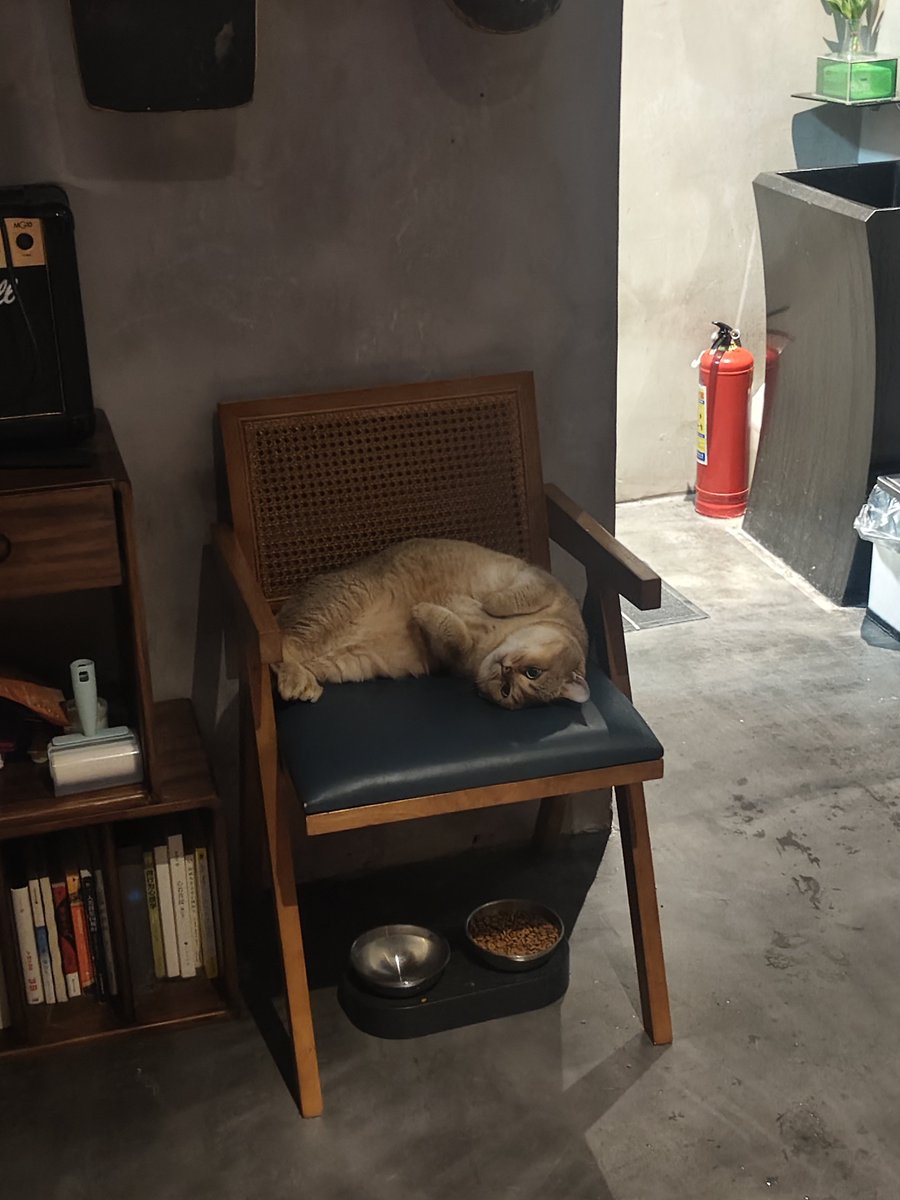 Free1Song's tweet photo. 真的很喜欢猫咪 会粘人会舔我当然也会抓伤我  但是一把手放在他的身上就控制不住对它的喜欢 喜欢它的肉垫 喜欢它的叫声 依赖我的它 只属于我的它 我是它的全世界 
我说的不只是猫 https://t.co/aPsqfiwIsv