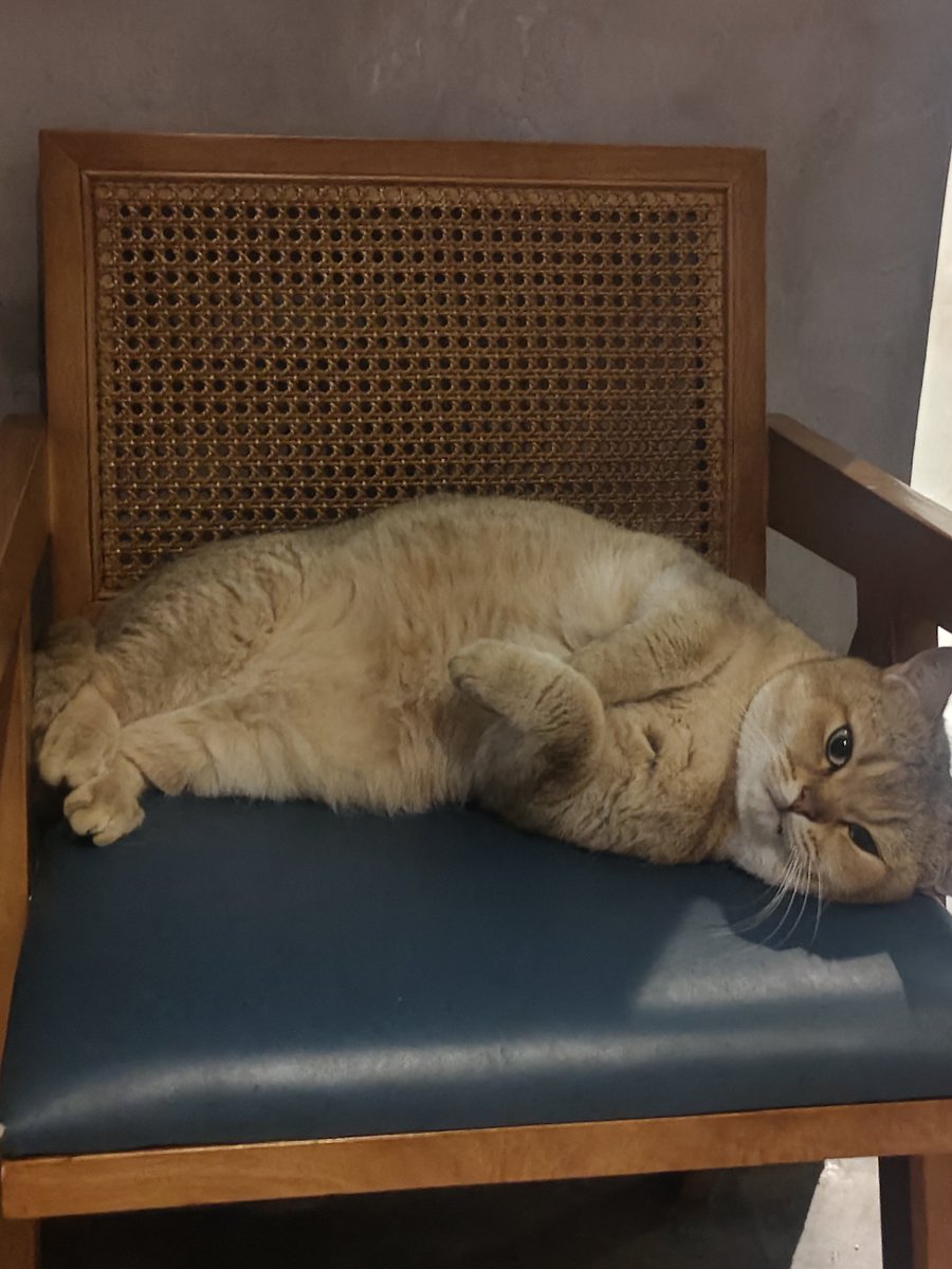 Free1Song's tweet photo. 真的很喜欢猫咪 会粘人会舔我当然也会抓伤我  但是一把手放在他的身上就控制不住对它的喜欢 喜欢它的肉垫 喜欢它的叫声 依赖我的它 只属于我的它 我是它的全世界 
我说的不只是猫 https://t.co/aPsqfiwIsv