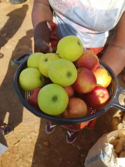 Nig_Farmer's tweet photo. The only time many of you have mentioned "TARABA" was when you're reciting your estate and Capital.

If you've ever sipped a cup of Nigerian-grown tea, bought kilishi from a mallam or enjoyed a smoky plate of pepper soup with beef so tender it fell off the bone, there's a very high chance it traces back to this land. 

Taraba is home to Chappal Waddi, the highest mountain peak in Nigeria, Taraba has over 80 different languages due to different ethnic groups in the state.

It is the 3rd largest state in Nigeria by land mass. Taraba is blessed with something farmers can’t manufacture - Land, Water and a remarkably diverse Climate. 

• Taraba is the only state in Nigeria where they grow every crop in the country. There's no crop you find anywhere in Nigeria that's not growing in Taraba.

• Gembu town in Taraba is the coldest place in Nigeria, reason why Taraba climate grows Apples and other cold weather dependent vegetables 

• Taraba is home to one of Nigeria’s most important tea-growing areas. The cool highlands of Mambilla provide the perfect environment for tea cultivation.

Taraba Highland tea is the best tea in West Africa and 2nd best in Africa.

• The state is also known for coffee production, particularly around the Mambilla Plateau, where the high altitude and cool climate create favourable conditions for coffee farming.
 
• Taraba has 10 major  rivers and their tributaries provide water that supports fishing, irrigation and farming.

• Taraba’s fertile plains are major producers of rice, maize, yam, cassava and other food crops, feeding markets within the state and beyond.

• One of the biggest Crocodile 🐊 farm is in Wukari in Taraba state

Taraba is estimated to hold around 5 million cattle, making it 3rd largest largest livestock-producing states in Nigeria, alongside millions of goats, sheep, and pigs.

Because of this, fura da nunu (fermented milk and millet) and kilishi (sun-dried spiced beef) from Taraba's herds end up feeding tables far beyond the state's borders.

• Taraba is one of those places where you can move from tropical lowlands to cool mountain terrain without leaving the state.  Chappal Waddi is the highest peak in West Africa.

And then there is the food in Taraba state!!!.

From pounded yam and tuwo to locally produced rice, vegetables, fresh fish and traditional dishes prepared with ingredients grown right there, Taraba’s agriculture is deeply connected to its food culture. 

The state is also home to diverse peoples and cultures, including the Jukun, Mambilla, Kuteb, Chamba, Tiv and many others.

There's no way we discuss Agriculture in Nigeria and Taraba name won't be mentioned.

Shout out to Taraba farmers may the nature continue to bless y'all.

Lanre NaijaFarmer 

1st Pix - Apples grown in Taraba
2nd Pix - Highland Tea farm in Taraba