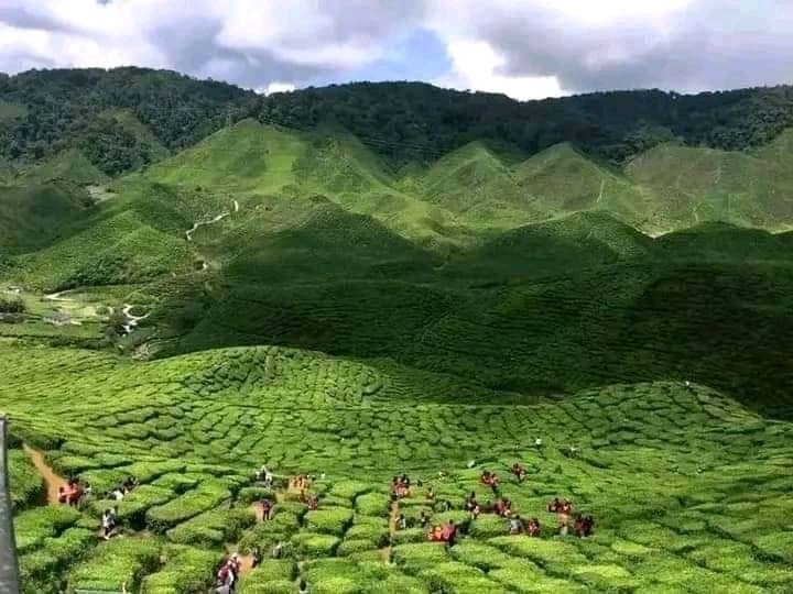Nig_Farmer's tweet photo. The only time many of you have mentioned "TARABA" was when you're reciting your estate and Capital.

If you've ever sipped a cup of Nigerian-grown tea, bought kilishi from a mallam or enjoyed a smoky plate of pepper soup with beef so tender it fell off the bone, there's a very high chance it traces back to this land. 

Taraba is home to Chappal Waddi, the highest mountain peak in Nigeria, Taraba has over 80 different languages due to different ethnic groups in the state.

It is the 3rd largest state in Nigeria by land mass. Taraba is blessed with something farmers can’t manufacture - Land, Water and a remarkably diverse Climate. 

• Taraba is the only state in Nigeria where they grow every crop in the country. There's no crop you find anywhere in Nigeria that's not growing in Taraba.

• Gembu town in Taraba is the coldest place in Nigeria, reason why Taraba climate grows Apples and other cold weather dependent vegetables 

• Taraba is home to one of Nigeria’s most important tea-growing areas. The cool highlands of Mambilla provide the perfect environment for tea cultivation.

Taraba Highland tea is the best tea in West Africa and 2nd best in Africa.

• The state is also known for coffee production, particularly around the Mambilla Plateau, where the high altitude and cool climate create favourable conditions for coffee farming.
 
• Taraba has 10 major  rivers and their tributaries provide water that supports fishing, irrigation and farming.

• Taraba’s fertile plains are major producers of rice, maize, yam, cassava and other food crops, feeding markets within the state and beyond.

• One of the biggest Crocodile 🐊 farm is in Wukari in Taraba state

Taraba is estimated to hold around 5 million cattle, making it 3rd largest largest livestock-producing states in Nigeria, alongside millions of goats, sheep, and pigs.

Because of this, fura da nunu (fermented milk and millet) and kilishi (sun-dried spiced beef) from Taraba's herds end up feeding tables far beyond the state's borders.

• Taraba is one of those places where you can move from tropical lowlands to cool mountain terrain without leaving the state.  Chappal Waddi is the highest peak in West Africa.

And then there is the food in Taraba state!!!.

From pounded yam and tuwo to locally produced rice, vegetables, fresh fish and traditional dishes prepared with ingredients grown right there, Taraba’s agriculture is deeply connected to its food culture. 

The state is also home to diverse peoples and cultures, including the Jukun, Mambilla, Kuteb, Chamba, Tiv and many others.

There's no way we discuss Agriculture in Nigeria and Taraba name won't be mentioned.

Shout out to Taraba farmers may the nature continue to bless y'all.

Lanre NaijaFarmer 

1st Pix - Apples grown in Taraba
2nd Pix - Highland Tea farm in Taraba