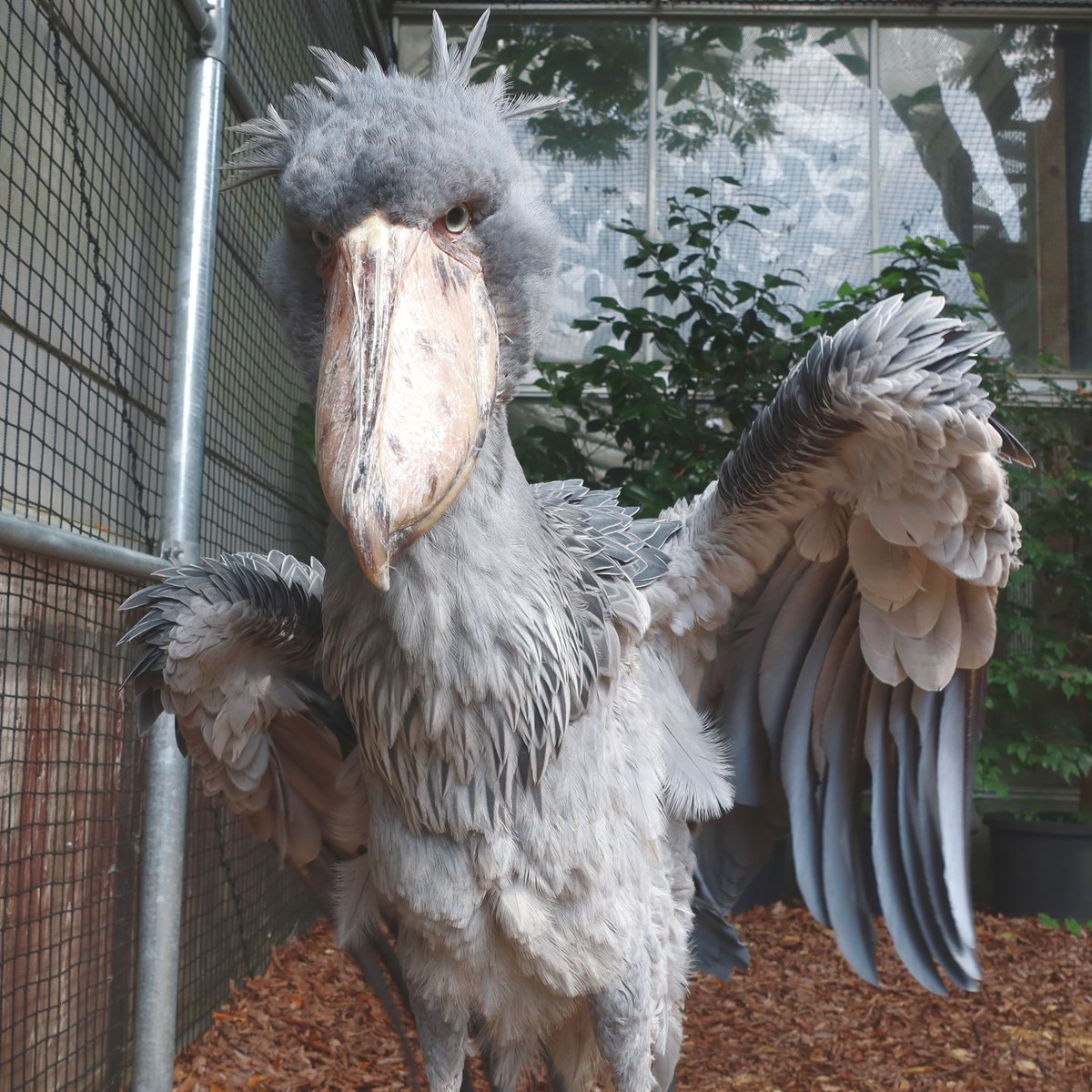 matsuevogelpark's tweet photo. オッス！オラ ハシビロコウ！

#ハシビロコウ　#フドウ https://t.co/VWHcj8oH4b