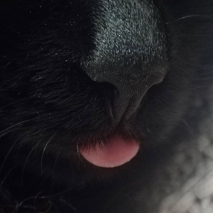 SassySiren79132's tweet photo. 🐈‍⬛🖤 https://t.co/PGvxUOnwG7