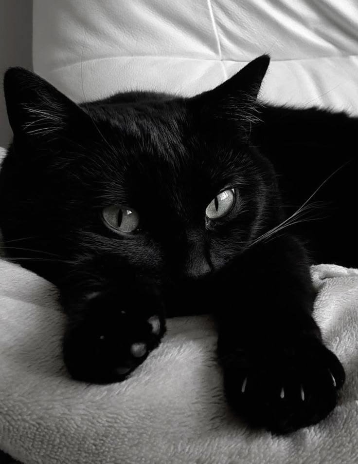 SassySiren79132's tweet photo. 🐈‍⬛🖤 https://t.co/F1IS9JOGmZ
